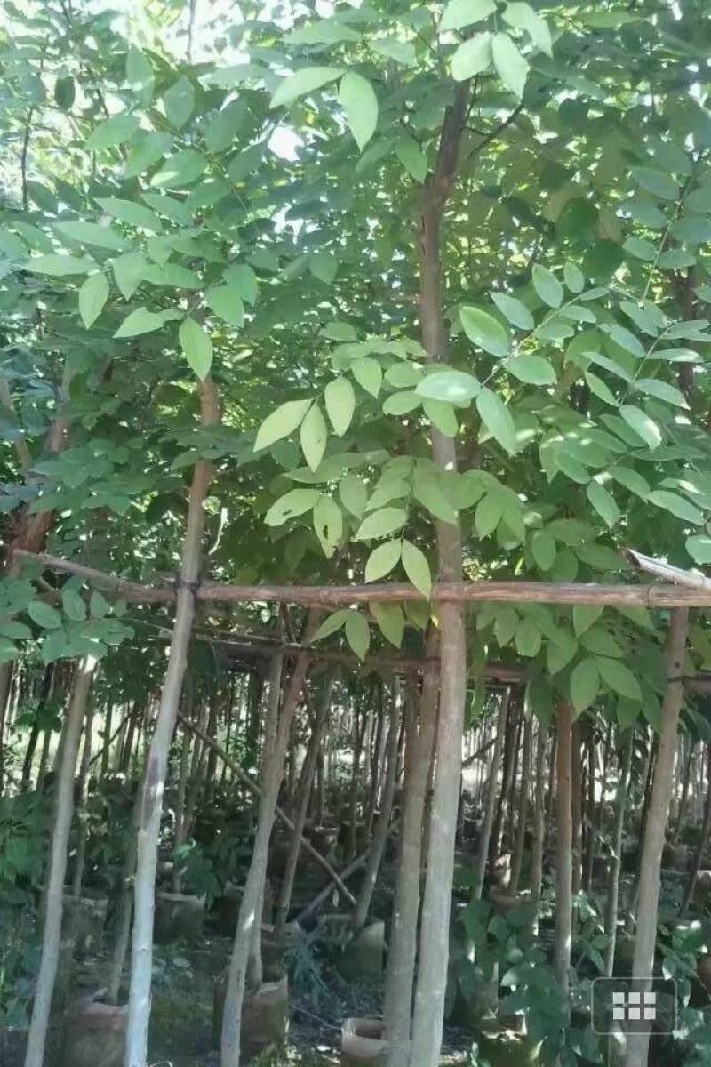 腊肠树4-20分大量自家袋苗货真价实，欢迎咨询