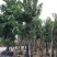 腊肠树4-20分大量自家袋苗货真价实，欢迎咨询
