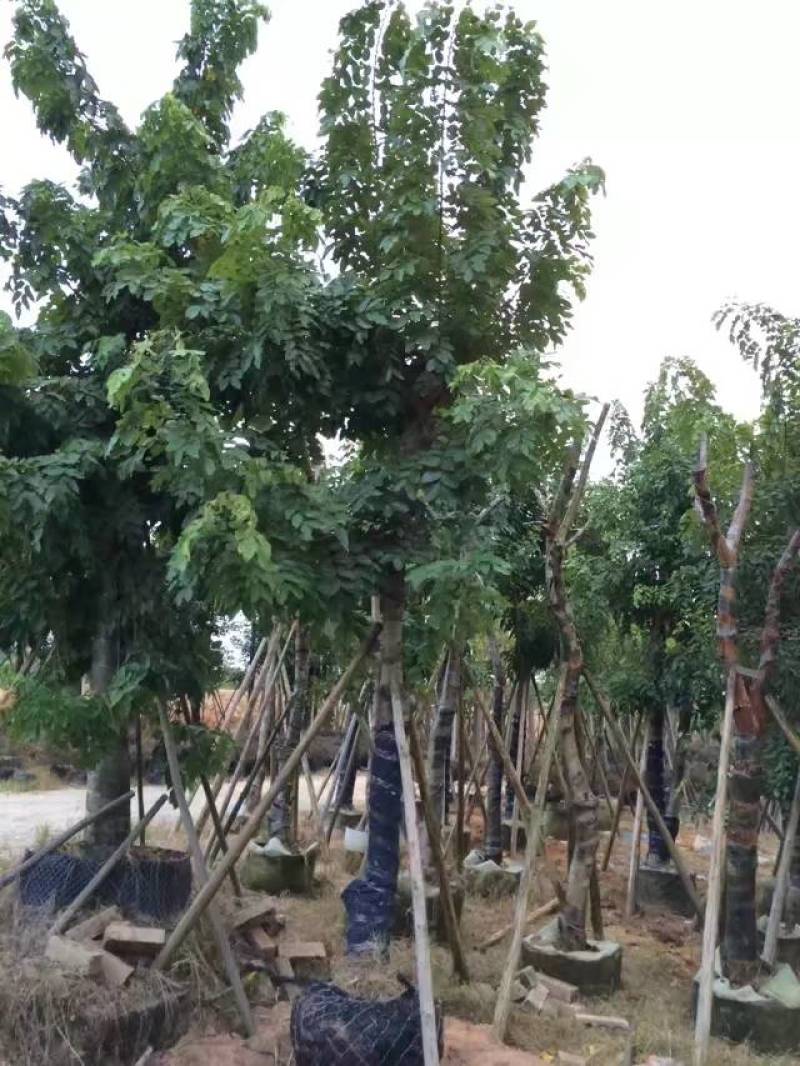腊肠树4-20分大量自家袋苗货真价实，欢迎咨询