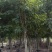 腊肠树4-20分大量自家袋苗货真价实，欢迎咨询