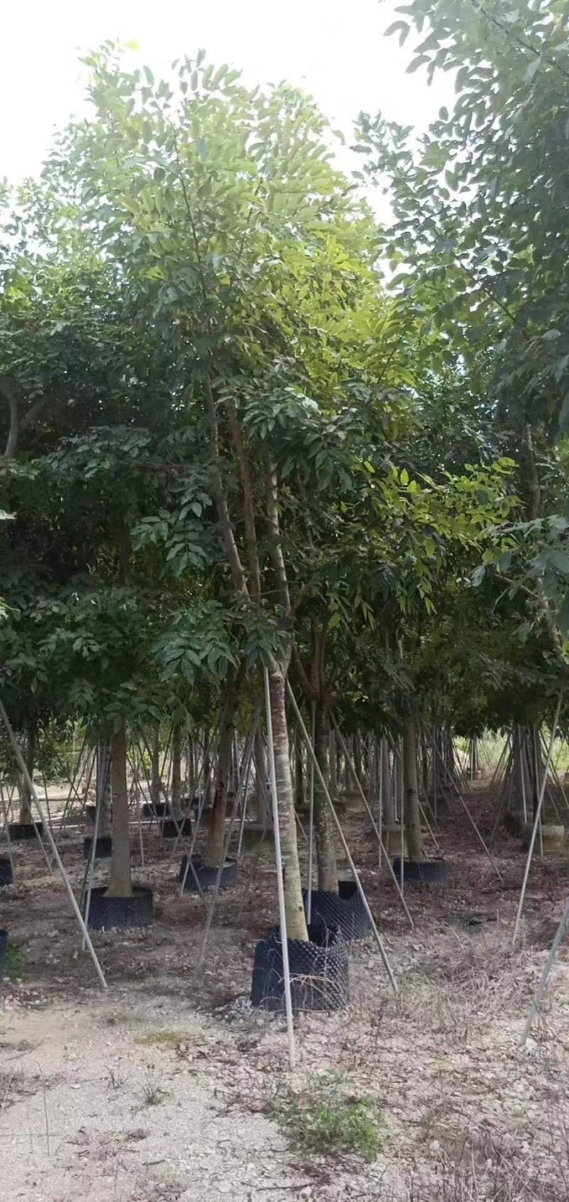 腊肠树4-20分大量自家袋苗货真价实，欢迎咨询