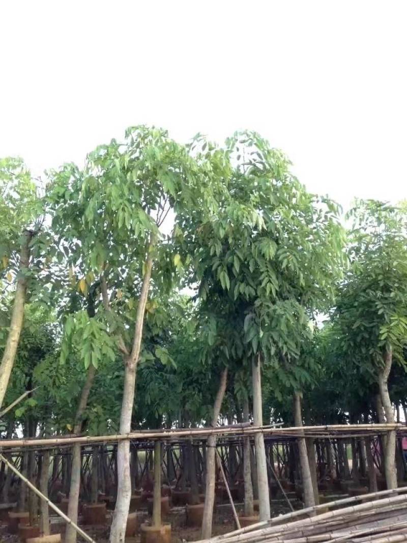 腊肠树4-20分大量自家袋苗货真价实，欢迎咨询
