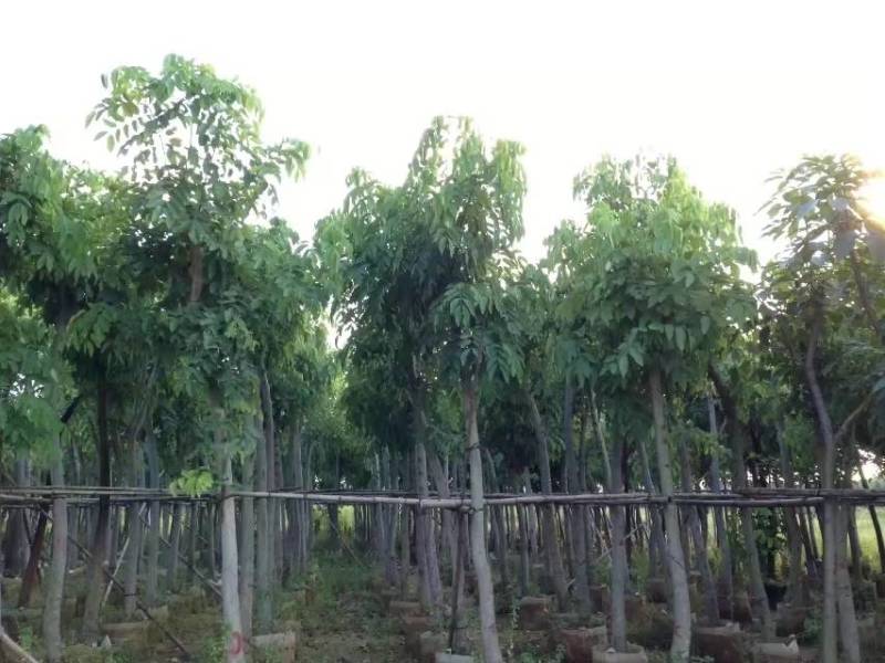 腊肠树4-20分大量自家袋苗货真价实，欢迎咨询