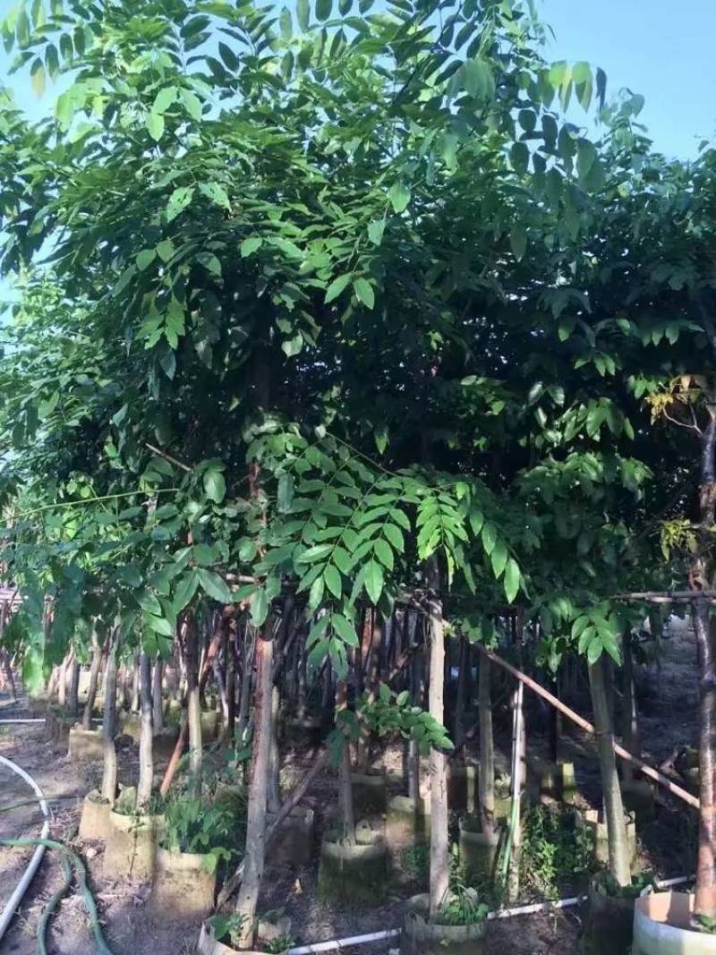 腊肠树4-20分大量自家袋苗货真价实，欢迎咨询