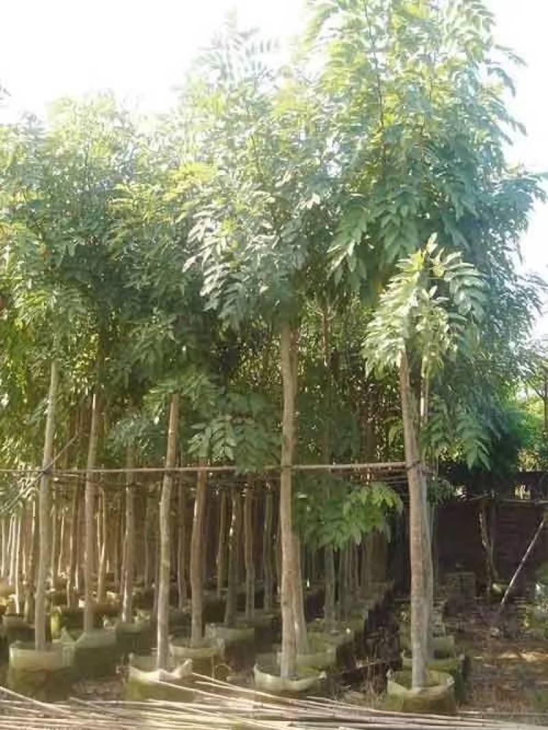 腊肠树4-20分大量自家袋苗货真价实，欢迎咨询