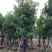腊肠树4-20分大量自家袋苗货真价实，欢迎咨询
