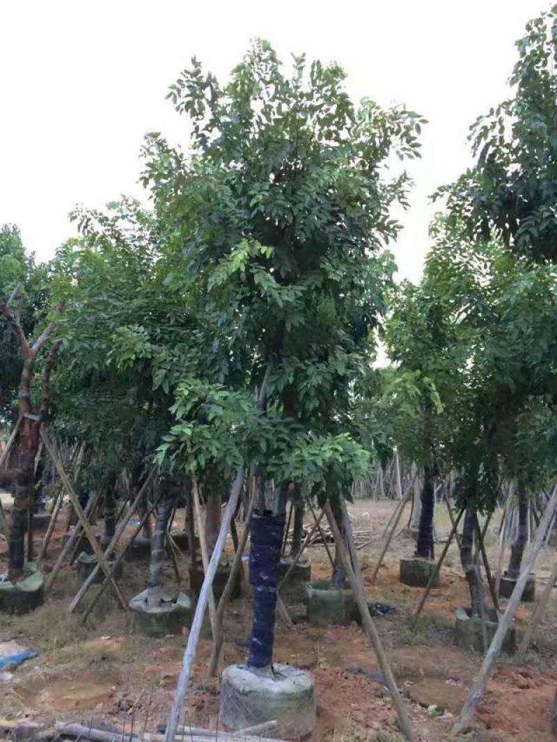 腊肠树4-20分大量自家袋苗货真价实，欢迎咨询