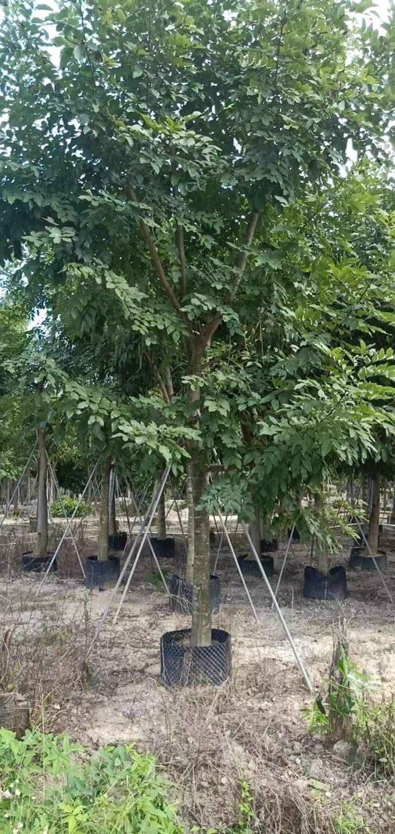 腊肠树4-20分大量自家袋苗货真价实，欢迎咨询