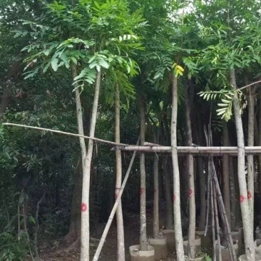 桃花心木袋苗大量4-20自家，货真价实有需要咨询