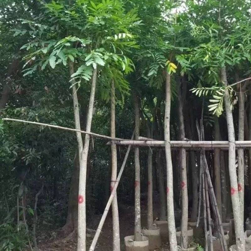 桃花心木袋苗大量4-20自家，货真价实有需要咨询