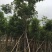 桃花心木袋苗大量4-20自家，货真价实有需要咨询