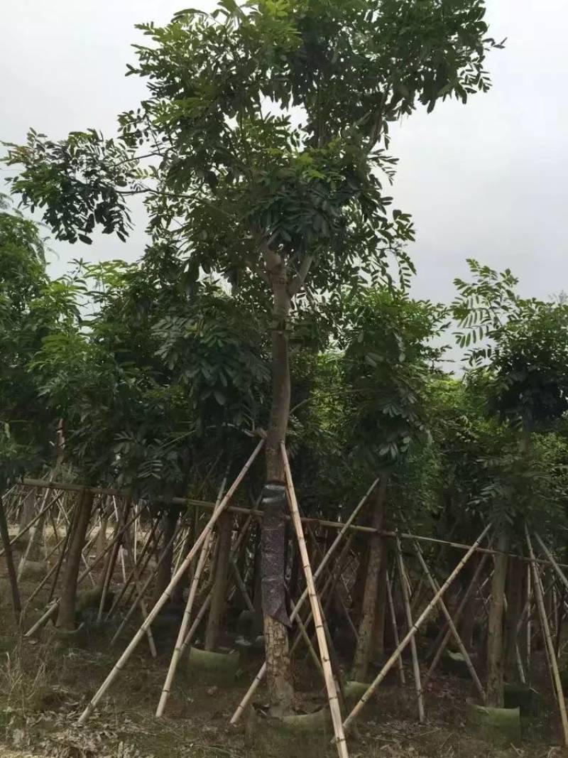 桃花心木袋苗大量4-20自家，货真价实有需要咨询