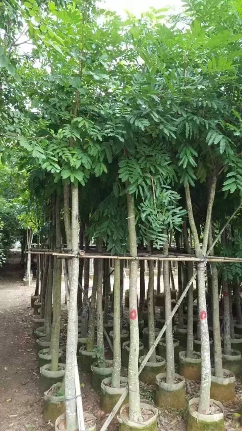 桃花心木袋苗大量4-20自家，货真价实有需要咨询