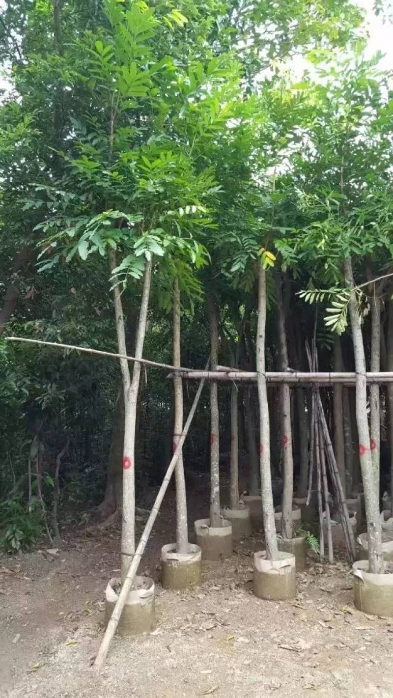 桃花心木袋苗大量4-20自家，货真价实有需要咨询