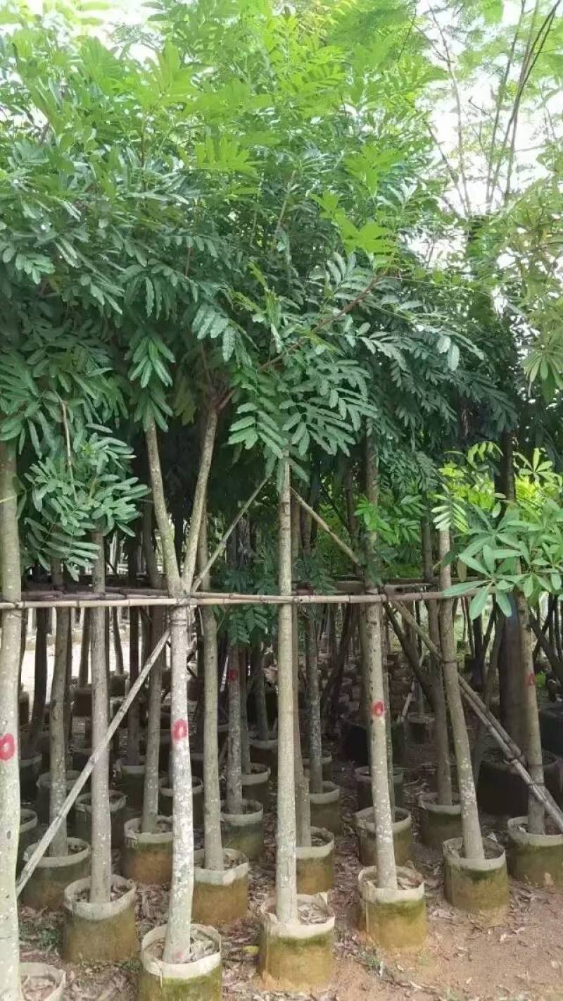 桃花心木袋苗大量4-20自家，货真价实有需要咨询