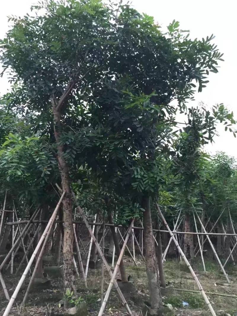 桃花心木袋苗大量4-20自家，货真价实有需要咨询