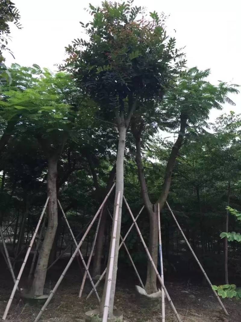 桃花心木袋苗大量4-20自家，货真价实有需要咨询