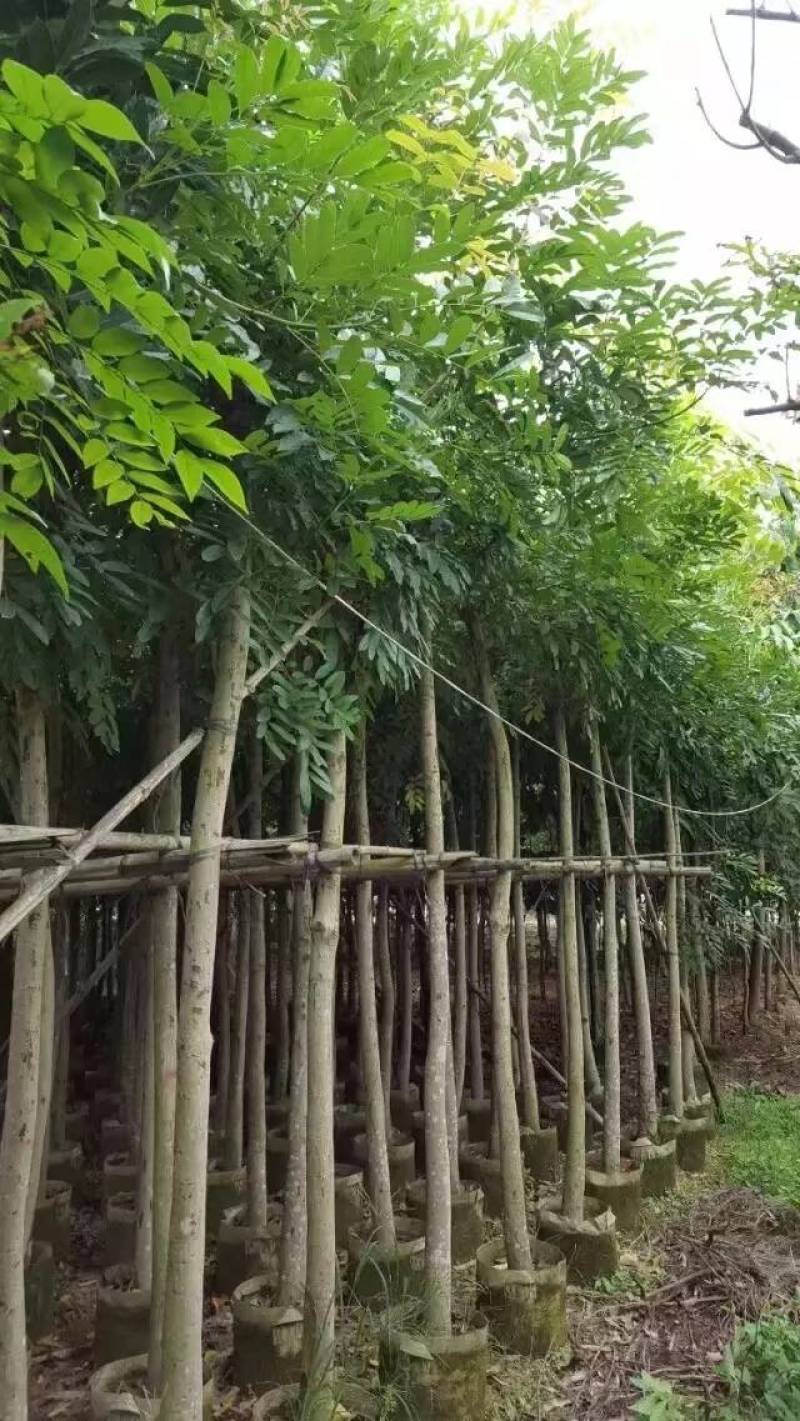桃花心木袋苗大量4-20自家，货真价实有需要咨询