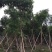 桃花心木袋苗大量4-20自家，货真价实有需要咨询
