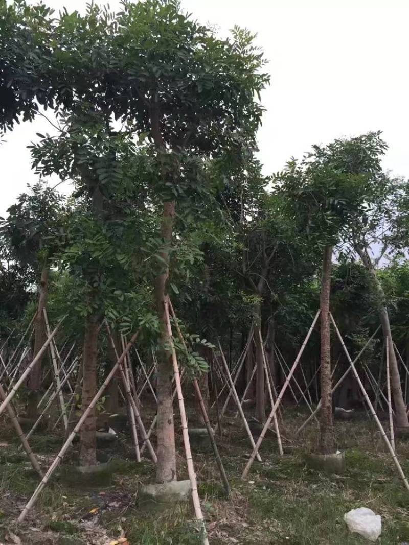 桃花心木袋苗大量4-20自家，货真价实有需要咨询