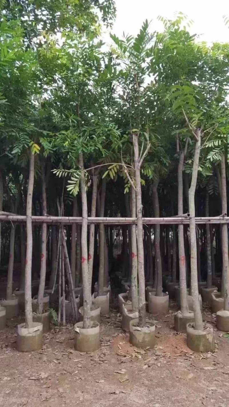 桃花心木袋苗大量4-20自家，货真价实有需要咨询