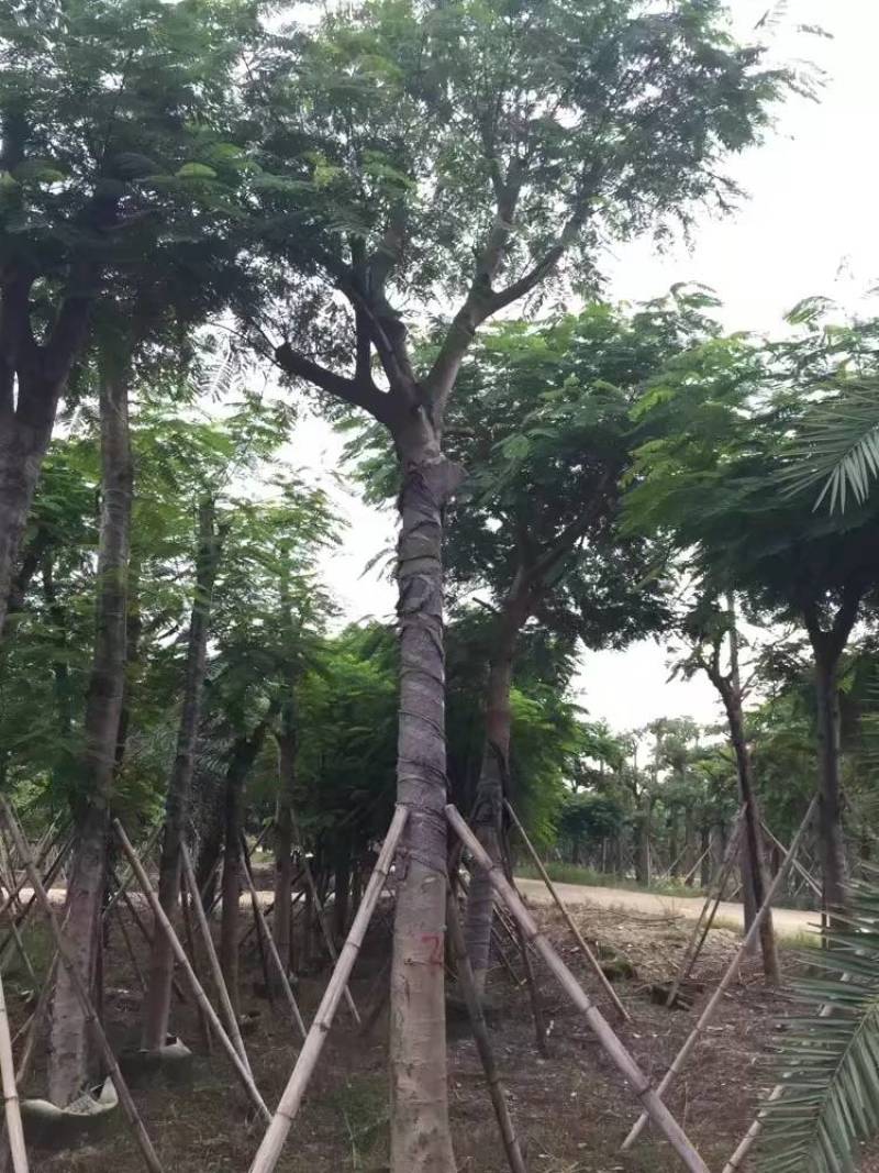桃花心木袋苗大量4-20自家，货真价实有需要咨询