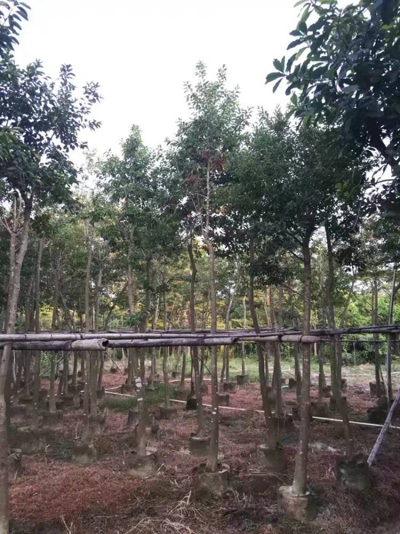 铁冬青（万紫千红）大量2-10分光棍货市政都有