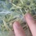 烘干绿皮萝卜丝出口级质量很好，价格实惠不到4吨货，