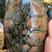 老掉牙南石龟，3公7母，煲汤留种都可以，共26.1斤