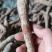 纯野生牛大力野生黄牛鲜牛新鲜现挖干货砍片干个