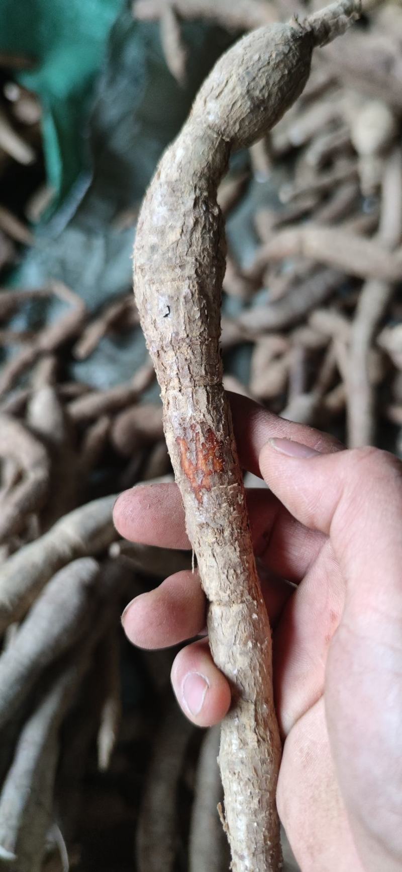 纯野生牛大力野生黄牛鲜牛新鲜现挖干货砍片干个