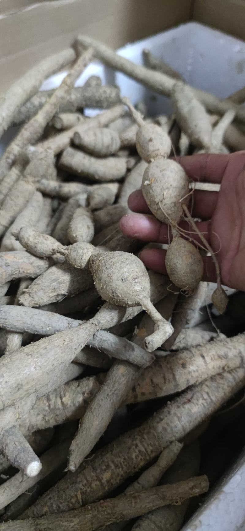 纯野生牛大力野生黄牛鲜牛新鲜现挖干货砍片干个