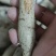 纯野生牛大力野生黄牛鲜牛新鲜现挖干货砍片干个