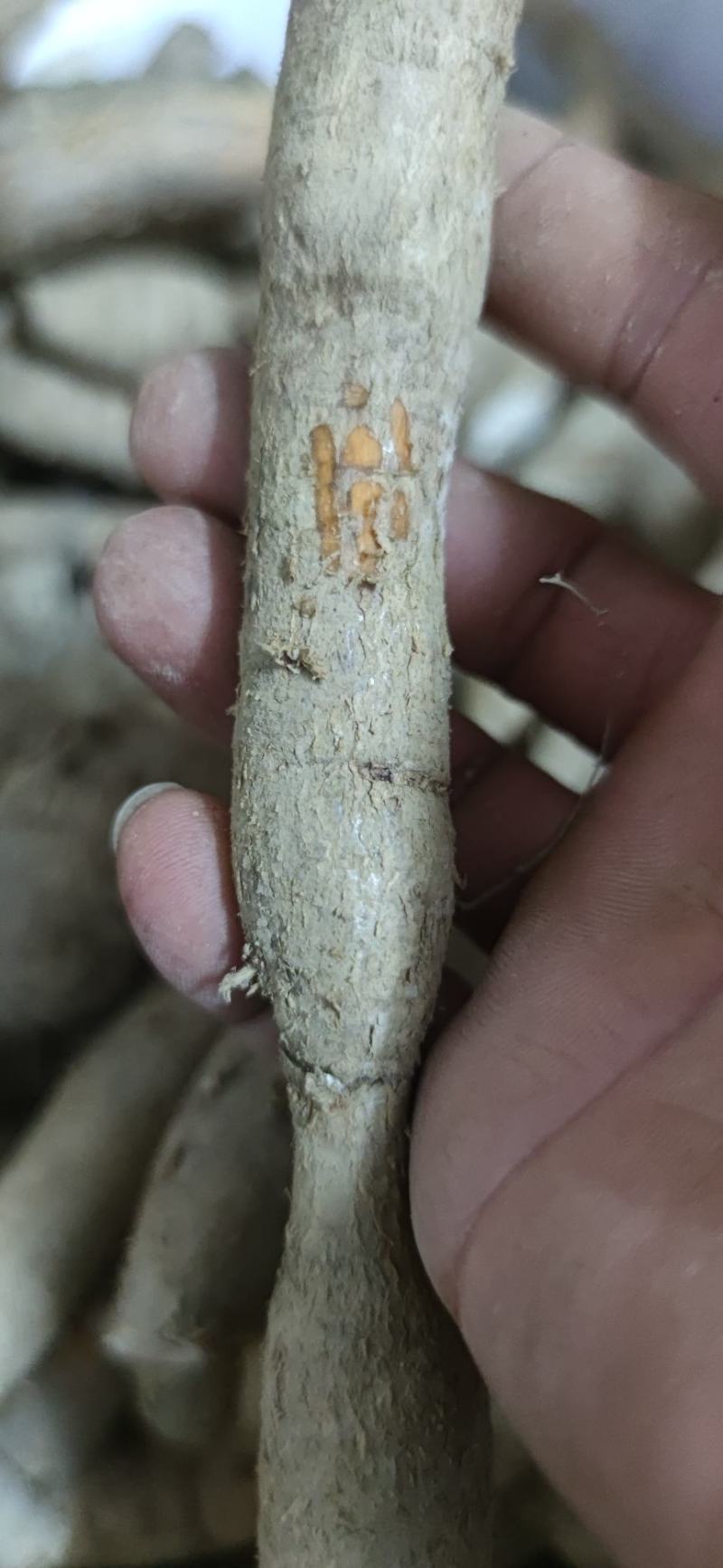 纯野生牛大力野生黄牛鲜牛新鲜现挖干货砍片干个