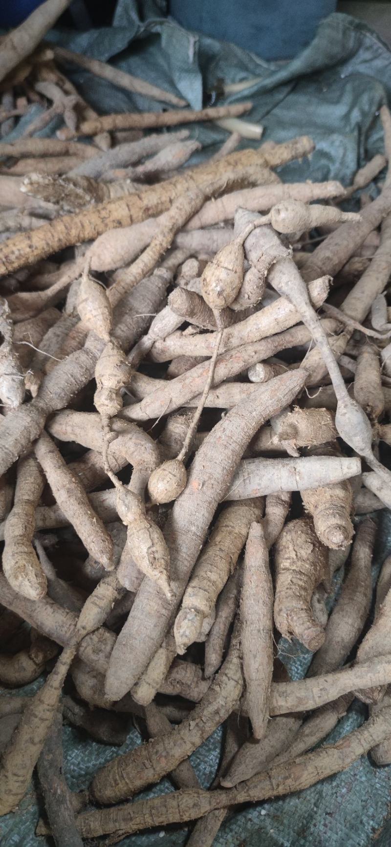 纯野生牛大力野生黄牛鲜牛新鲜现挖干货砍片干个