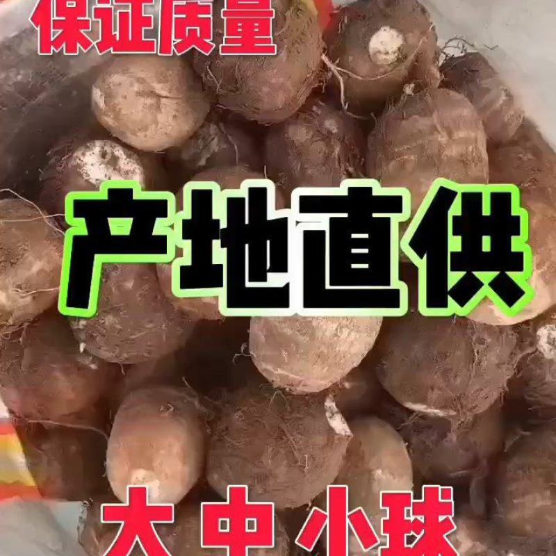 8520毛芋头口感软糯价格合理产地直发、全年供应