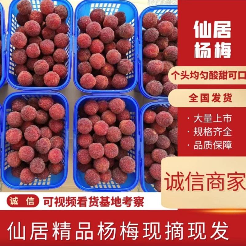 东魁杨梅新鲜采摘杨梅仙居杨梅一件代真空包装