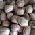 肉蔻，豆肉蔻新货，无虫驻个大，有现货实拍，24小时发货