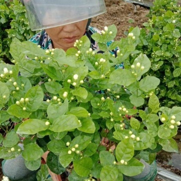 广西南宁横县黎家重瓣茉莉花窝苗盆景花卉盆栽绿植茉莉花