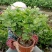 广西南宁横县黎家重瓣茉莉花窝苗盆景花卉盆栽绿植茉莉花