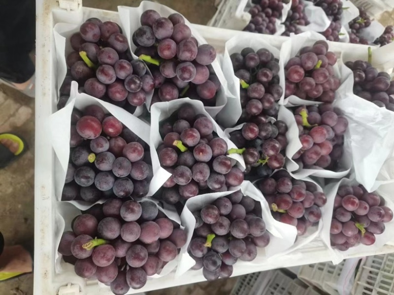 河北精品夏黑葡萄大量供应货源充足产地直发欢迎联系
