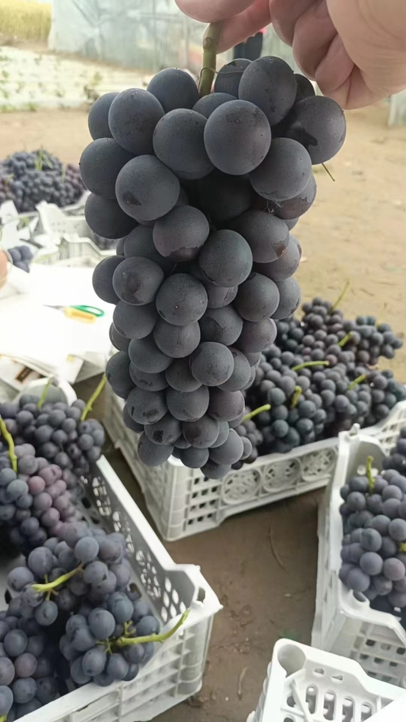 河北精品夏黑葡萄大量供应货源充足产地直发欢迎联系
