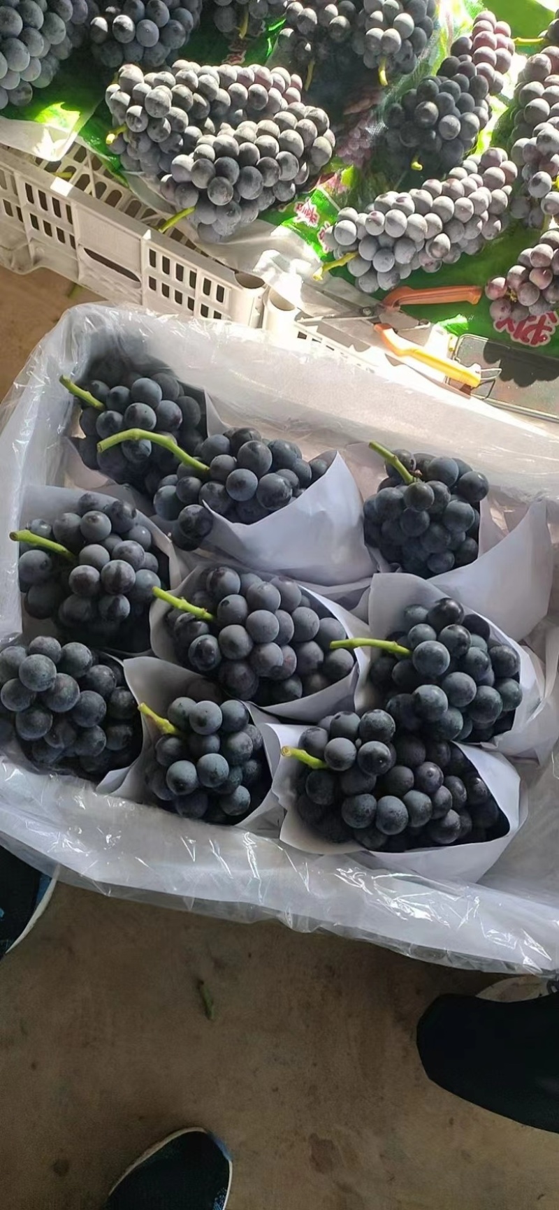 河北精品夏黑葡萄大量供应货源充足产地直发欢迎联系