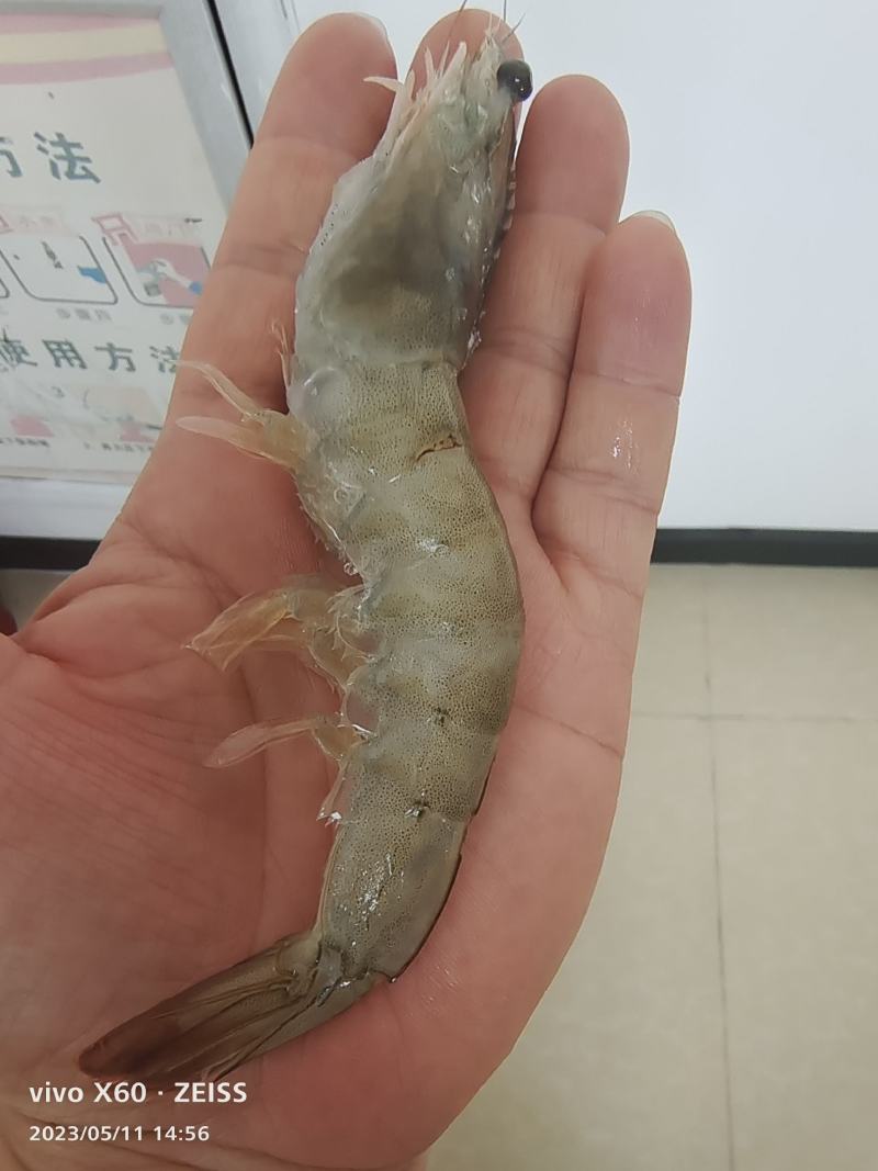 40-50大虾15.5的