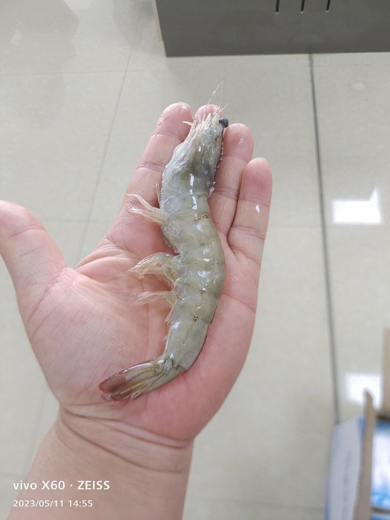 40-50大虾15.5的
