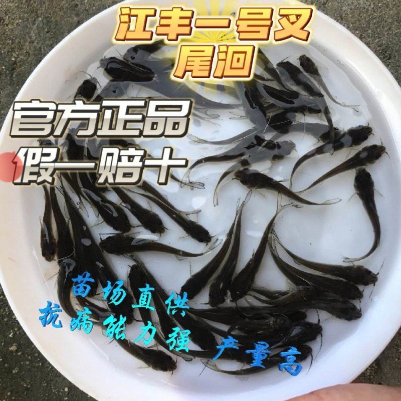 斑点叉尾鱼苗
