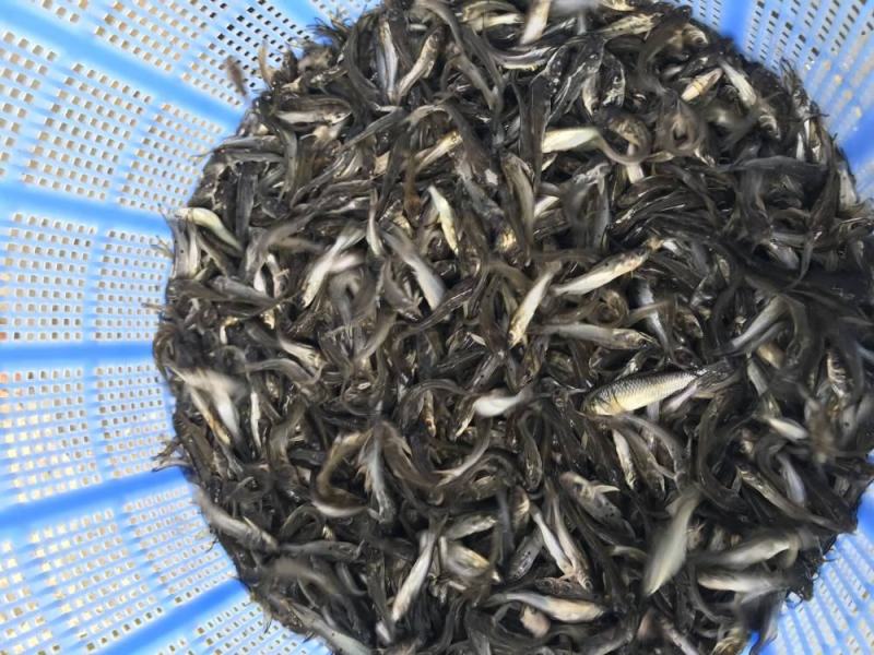 斑点叉尾鱼苗
