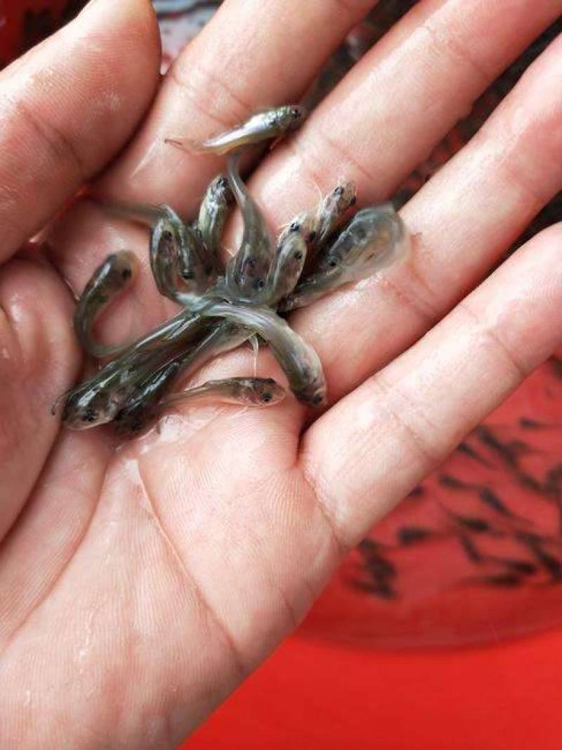 斑点叉尾鱼苗