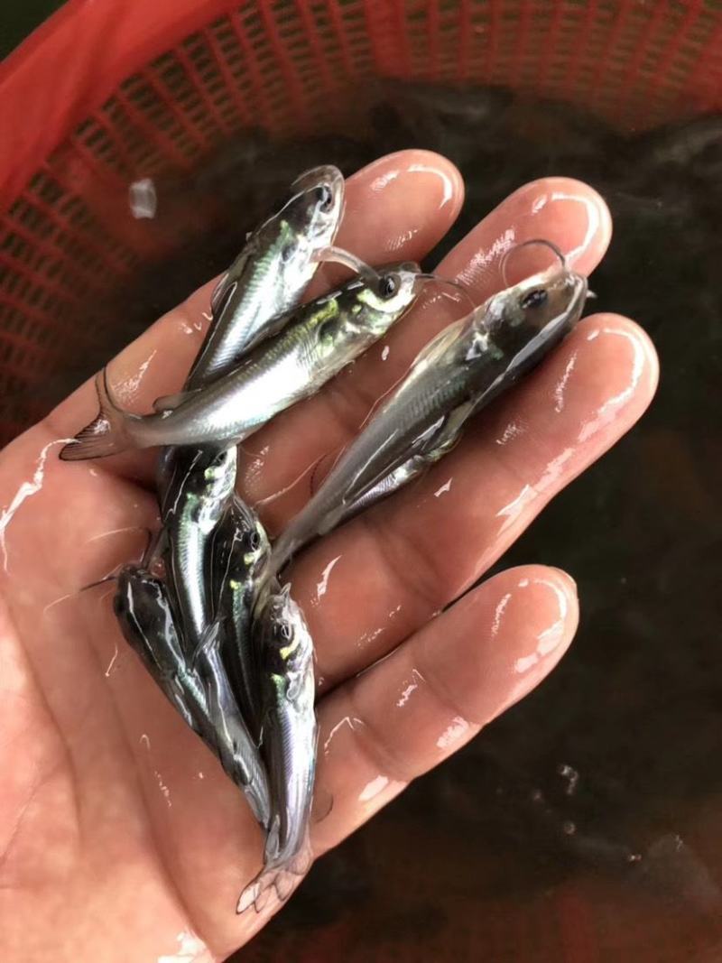 斑点叉尾鱼苗
