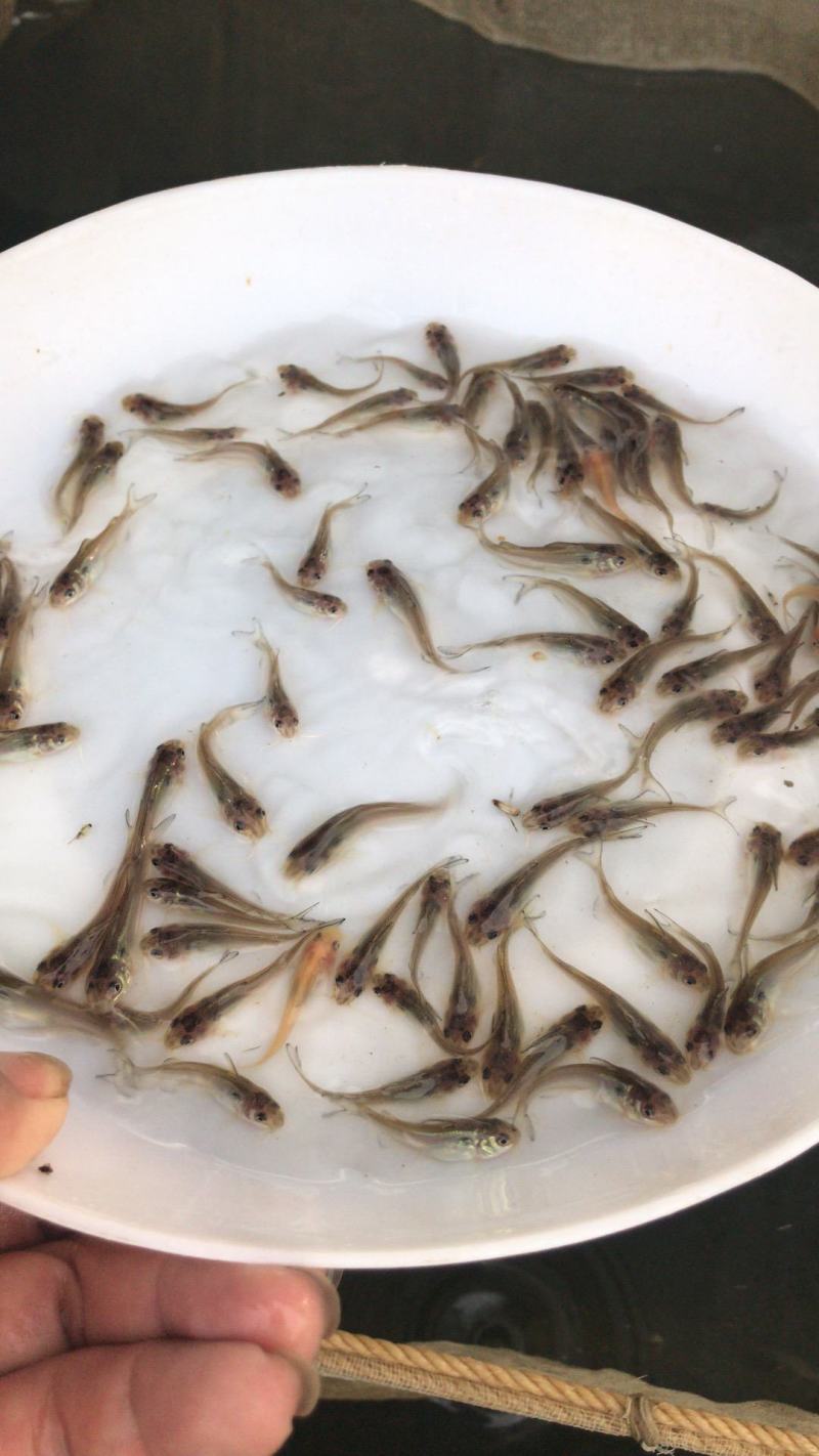 斑点叉尾鱼苗